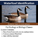 Waterfowl Identification - 13 Common Waterbirds - with assessment