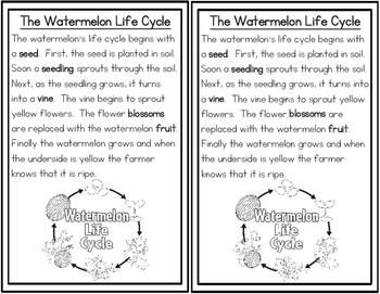 Watermelon Life Cycle by Amy Labrasciano | Teachers Pay Teachers