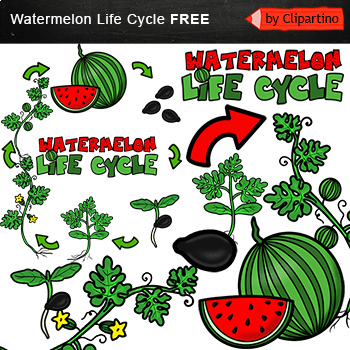 Preview of Watermelon life cycle Clip art Free/  Summer clipart for commercial use