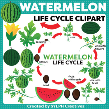 watermelon plant clipart