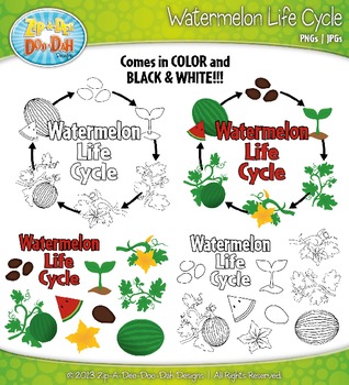 Watermelon Life Cycle Clipart Zip-A-Dee-Doo-Dah Designs | TpT