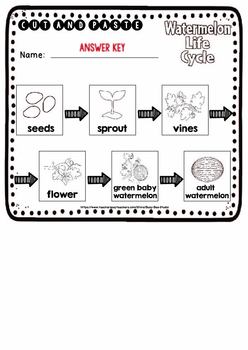Watermelon Life Cycle Worksheets | Cut and Paste by Busy Bee Studio