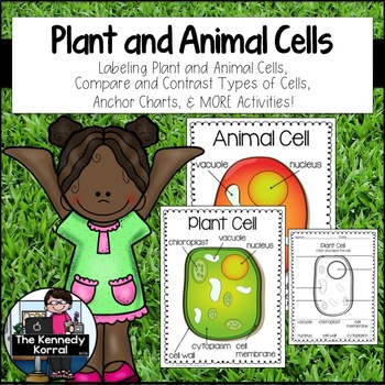 Preview of Cells: Plant and Animal Cells