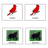 West Virginia Symbol Cards and Classroom Posters