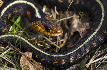 Preview of Western Garter Snake (Thamnophis elegans) closeup stock photo $50