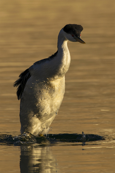 Preview of Western Grebe (Aechmophorus occidentalis) Powerpoint photo $12