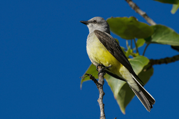 Preview of Western Kingbird (Tyrannus verticalis) Powerpoint photo for sale $10