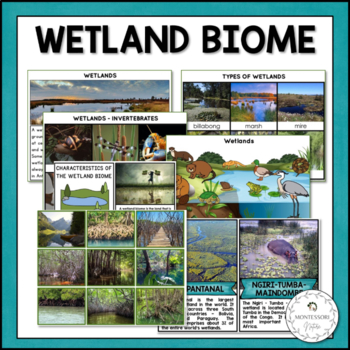 Preview of Wetland Biome Characteristics, Animal and Plant Adaptations Montessori