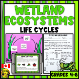 Wetland Ecosystems | Life Cycles of Plants and Animals