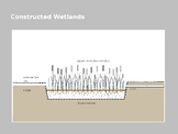 Wetlands and Constructed Wetlands Lecture PowerPoint STEM STEAM