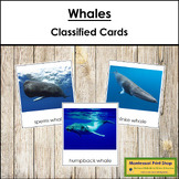 Types of Whales - Montessori 3-Part Cards - Vocabulary, ESL