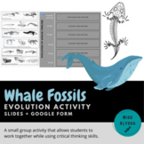 Whale Fossils - Evolution - Distance Learning