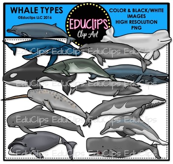 Preview of Whale Types Clip Art Bundle {Educlips Clipart}