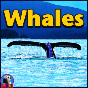 Preview of Whales - PowerPoint & Activities