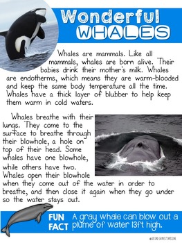 Whales Nonfiction Reading by Second Grade Stories | TpT