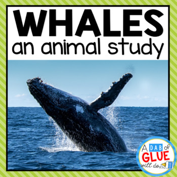 Preview of Whales: An Ocean Animal Study | Whale Craft, Facts, & Activities | Whale Unit