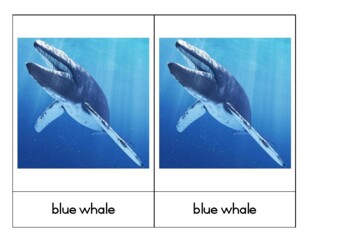 Preview of Whales- Classified cards
