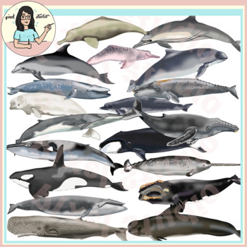 Preview of Whales, Dolphins, Porpoise Clip Art Cetaceans, Baleen, Toothed whales