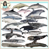 Whales, Dolphins, Porpoise Clip Art Cetaceans, Baleen, Too