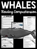 Whales Reading Comprehension Worksheet