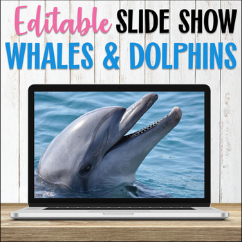 Preview of Marine Biology Whales and Dolphins (Cetaceans) Power Point Slideshow | EDITABLE