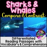 Whales and Sharks Compare and Contrast, Differentiated Rea