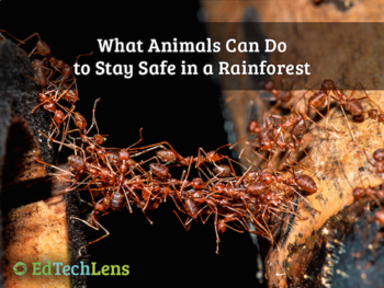 Preview of What Animals Can Do to Stay Safe in a Rainforest Distance Learning PDF