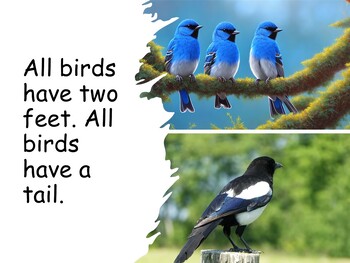Preview of What Are Birds? .PDF book and activities (Bible-based)