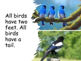 What Are Birds? .PDF book and activities (Bible-based)