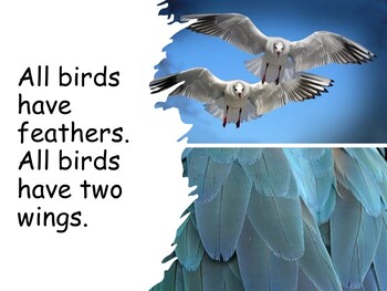 Preview of What Are Birds? .PDF book and activities (secular)