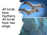 What Are Birds? .PDF book and activities (secular)