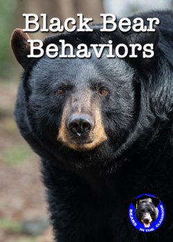 Preview of What Bears Do - Bear Behaviors "Media Bundle"