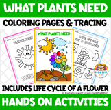 What Do Plants Need to Grow for Preschool and Kindergarten