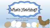 What Is Hatching?  (An Egg Hatching Journal)