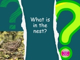 What Is in the Nest book and activities (Bible based) freebie