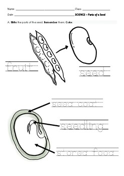 Parts of a Seed by Imaginari by Imaginari | TPT