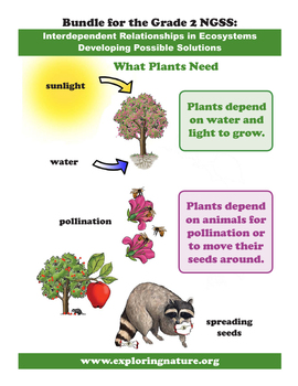 Preview of What Plants Need (to Grow and for Seed Dispersal) Grade 2 NGSS