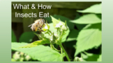 What and How Insects Eat Google Slides