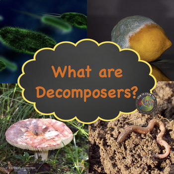 Preview of What are Decomposer Nonfiction Text and Activities