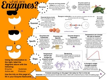 Preview of Biology Enzymes Laboratory Activity