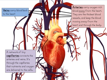 What are Organs and Body Systems PowerPoint and Interactive Student Notes
