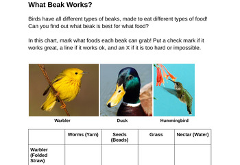 Preview of What beak works? Bird Beak Activity