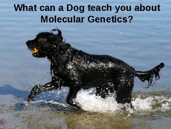 Preview of What can a Dog teach you about Molecular Genetics?