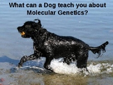 What can a Dog teach you about Molecular Genetics?