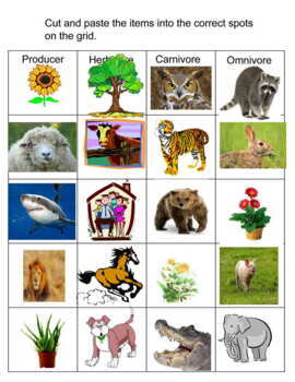 Food Chain Herbivores, Omnivores And Carnivores Teaching Resources | TPT