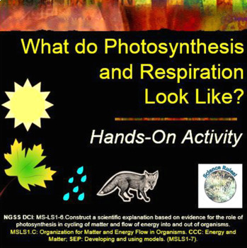 Preview of What do Photosynthesis and Respiration Look Like?