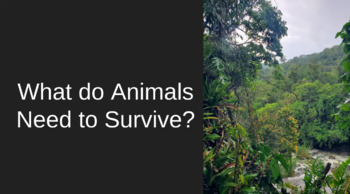 Preview of What do Animals Need to Survive? Lesson plan, presentation, activity and BINGO