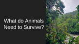 What do Animals Need to Survive? Lesson plan, presentation