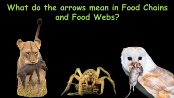 Preview of What Do Arrows Mean On A Food Web/Food Chain?