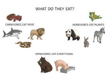 Carnivore, Herbivore, Omnivore Teaching Resources | TPT